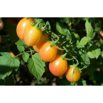 Scarlet Sunrise - Rutgers Bred Jersey Cherry Tomato Premium Seeds Packet