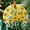 Daffodil Stained785, variant on Poppy Flower Ornament, Honey Bee And Hive Ornament Suncatcher, window hangings for garden, Gift for her, House decor, 2025, Holiday Decoration, 2025, Festive Home Accent,