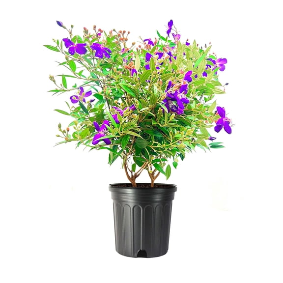 Tibouchina Dwarf 3 Extra Large 3 Gallon Plants Tibouchina granulosa Compacta Vibrant Purple Blooms Garden Showstopper
