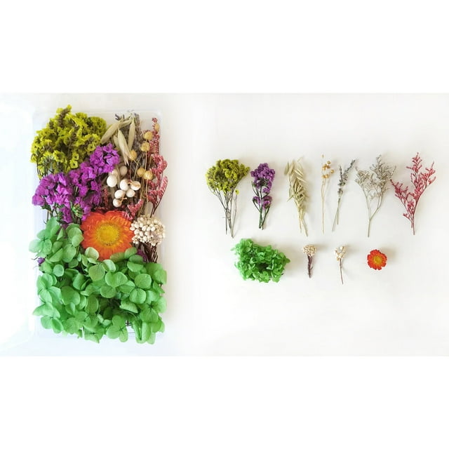 Kit de flores secas para hacer flores eternas, regalo de San Valentín