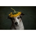thumbnail image 2 of Willers, Heike 18x13 White Modern Wood Framed Museum Art Print Titled - Does She Realize She Looks Like A Sunflower...., 2 of 4