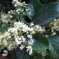 thumbnail image 5 of Sweet Viburnum – live starter plants less than 12 inches tall, 5 of 5
