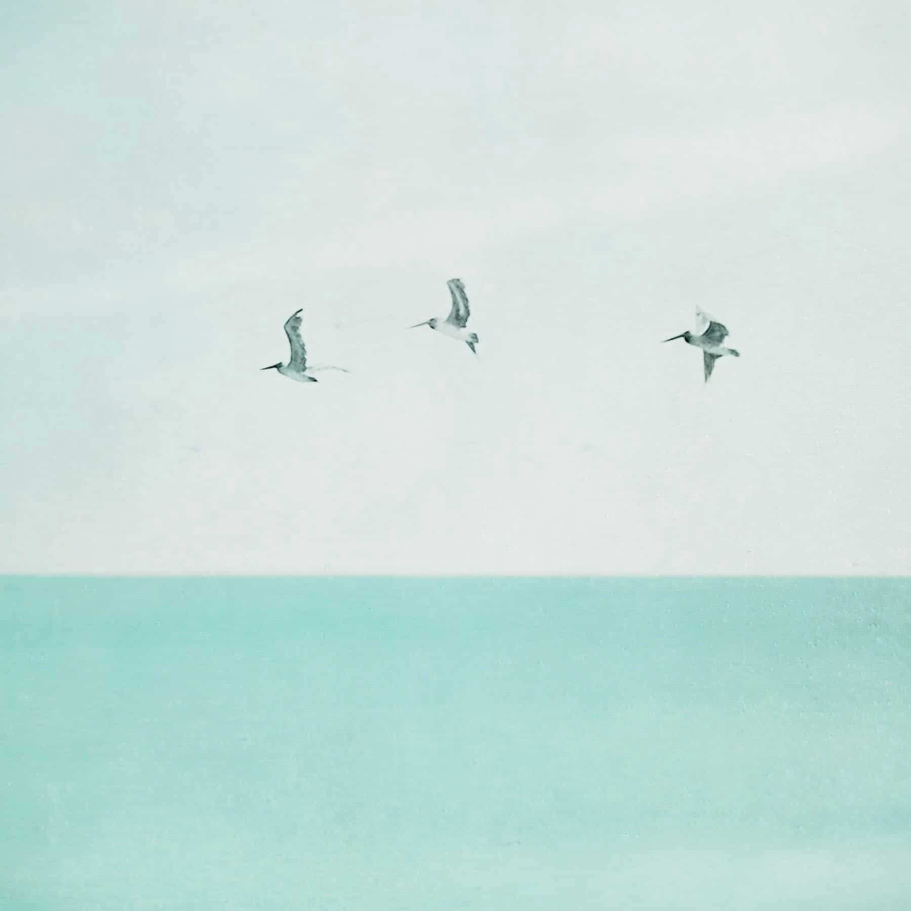 "3 Seagulls" Painting Print on Wrapped Canvas