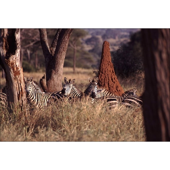 24"x36" Gallery Poster, Zebras in the grass, with termite mound behind them Tanzania