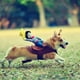 thumbnail image 4 of Disfraces para perros Disfraz para mascotas Disfraz de Halloween para mascotas Trajes para perros estilo jinete vaquero, 4 of 6