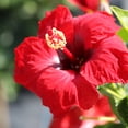 thumbnail image 4 of Proven Winners ColorChoice Hot Shot Hibiscus Live Shrub (2 Gallon), 4 of 9