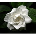 thumbnail image 2 of Belmont | 10 Live Plants | Camellia Japonica | Elegant Flowering Shrub, Evergreen Bush, Shade Tolerant Blooms, Winter Interest, Low Maintenance, Garden Accent, Landscaping Plant, Year-Round Greenery, 2 of 6