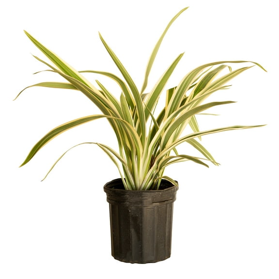 Expert Gardener Silver Streak Dianella (2.5 Quart) Flax Lily Perennial with Variegated Foliage