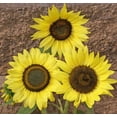 thumbnail image 4 of Lemon Queen Sunflower Seeds, 4 of 7