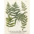 thumbnail image 2 of Art.com Fern Gathering II Stretched Canvas Print Wall Art by Johann Wilhelm Weinmann, 12" x 16", 2 of 4