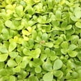 thumbnail image 2 of Purslane Seeds - Golden Purslane Herb Seed - 10000 Seeds, 2 of 2