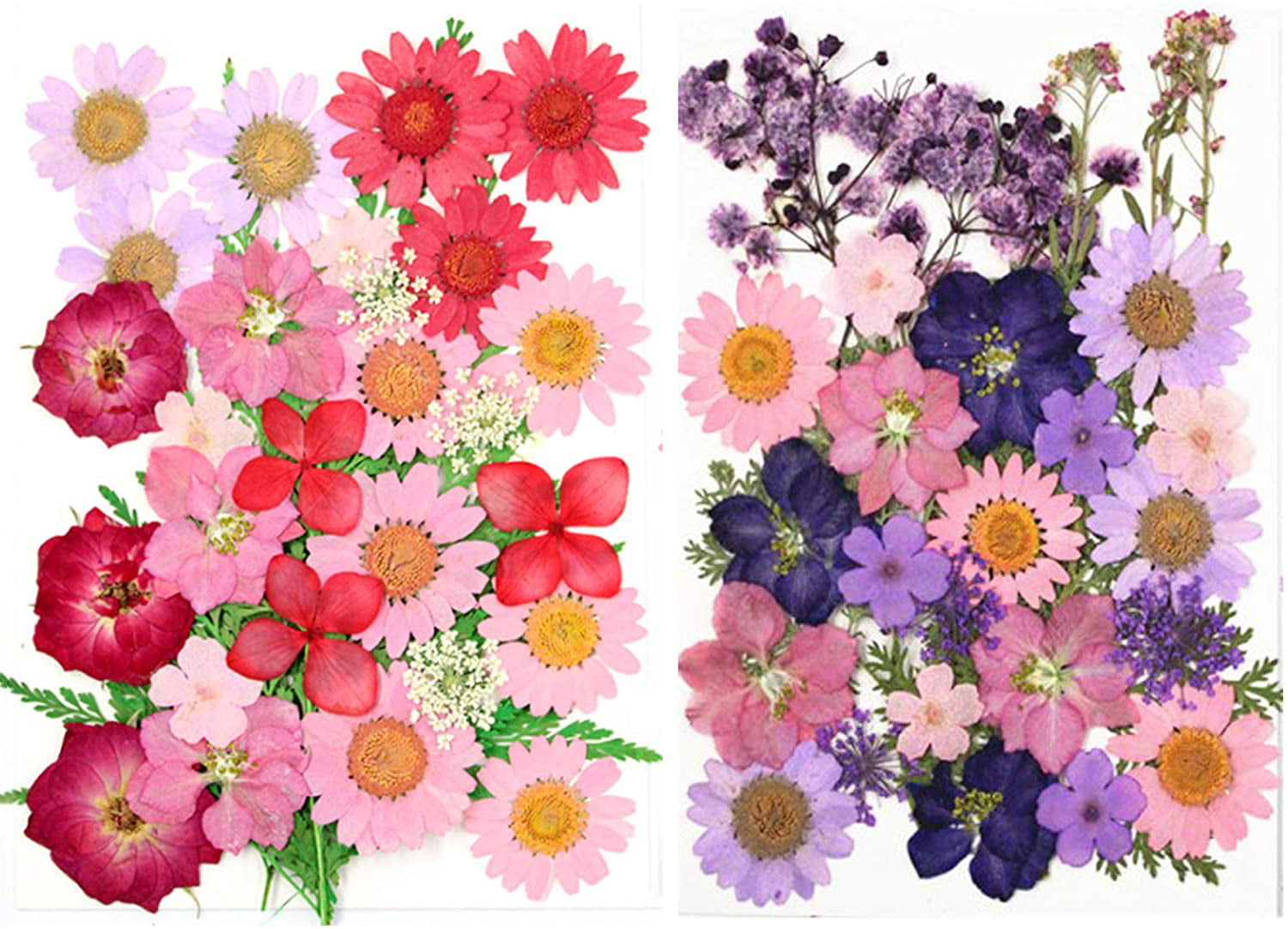10 Pieces Natural Dried Purple Daisy Pressed Flowers for Postcard DIY 