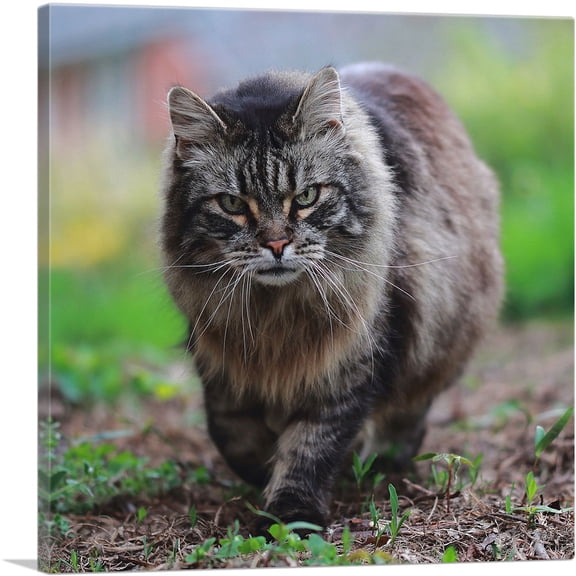 ARTCANVAS American Bobtail Cat Canvas Art Print - Size: 18" x 18" (0.75" Deep)