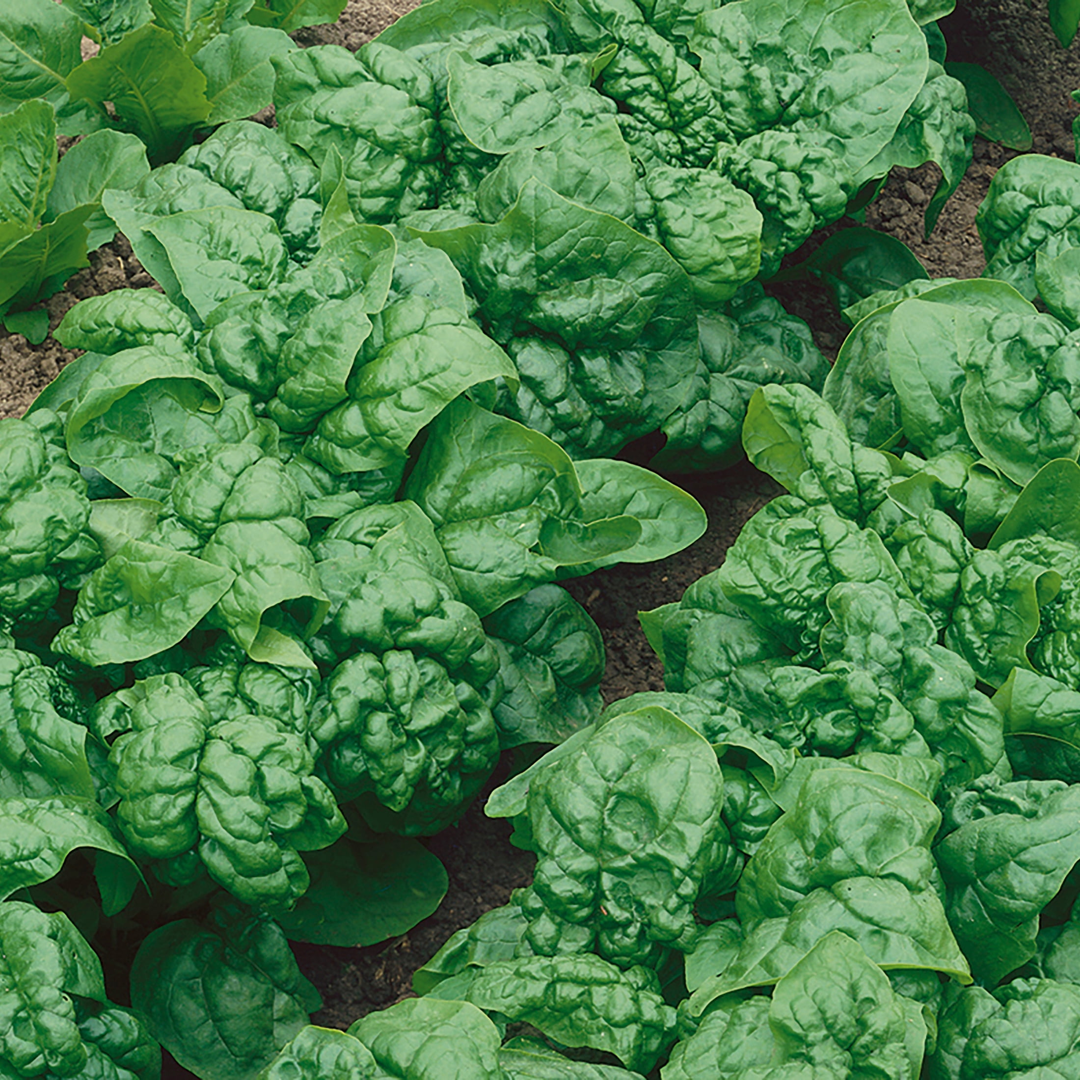 Back to the Roots Cabbage Seed