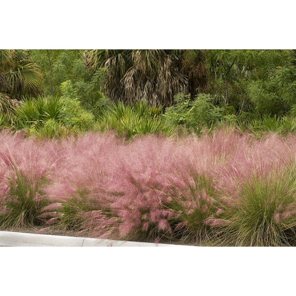 Muhly Grass | 1 Extra Large 3 Gallon Plant | Muhlenbergia Capillaris | Pink Plumes, Ornamental Grass, Low Maintenance, Drought Tolerant, Landscaping Plant, Fall Blooming, Garden Accent, Perennial