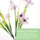 thumbnail image 5 of BRIGHTFUFU 6Ud Ramo Simulado De Violetas Ideal Para Decorar Bodas Y Ambientes En Casa, 5 of 5