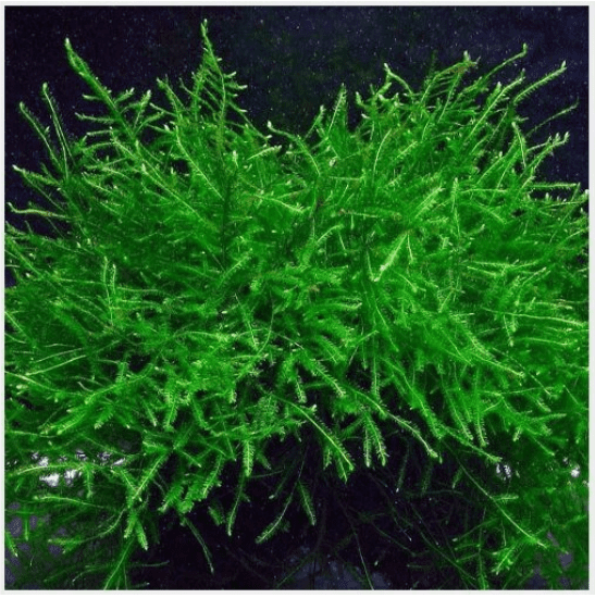 Java Moss Live Aquarium Plant (Taxiphyllum barbieri)