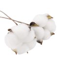 thumbnail image 3 of Paquete de 20 tallos de algodón blanco realmente natural, ramas de flores secas para estilo de casa de campo, muebles florales antiguos, decoración de boda (tallos de algodón) Adepaton SNFLD1688, 3 of 9