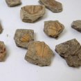 thumbnail image 2 of 1 Pce Fossiles de Queue de Trilobite Naturels Spécimens d'Enseignement, 2 of 5