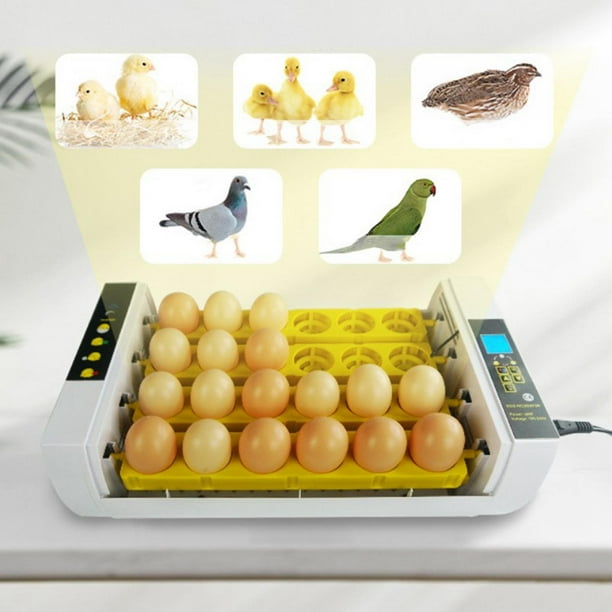 Egg Incubator 24 Eggs Automatic Turning Hatcher Temperature Control