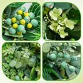 thumbnail image 3 of 24 Inch Green Wreath for Front Door - Artificial Greenery Wreath with Berries, Indoor Outdoor All Season Year Eucalyptus Wreath for Farmhouse Home Decor, Spring Summer Fall Winter, 3 of 7