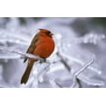 thumbnail image 2 of Delisle, Gilles 32x23 Gold Ornate Wood Framed with Double Matting Museum Art Print Titled - Canada, Quebec Male northern cardinal on limb, 2 of 4