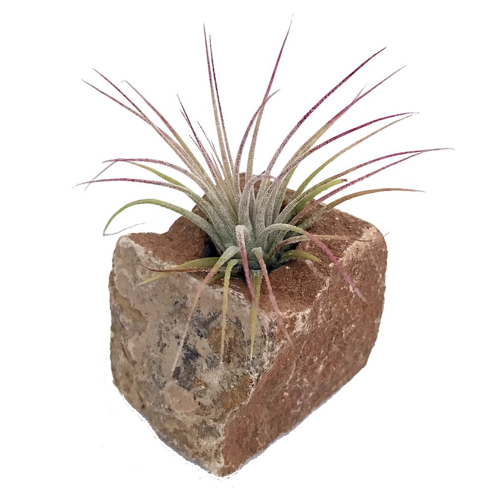 Granite Vase with Living Air Plant Gold 2" x 2" x 2.5