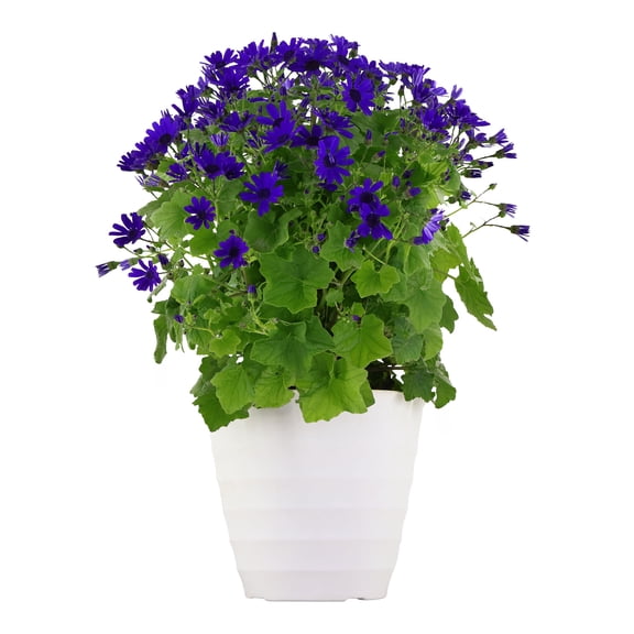 Expert Gardener 14" Purple Cineraria Live Plants in 7" Decorative Pot Full Sun