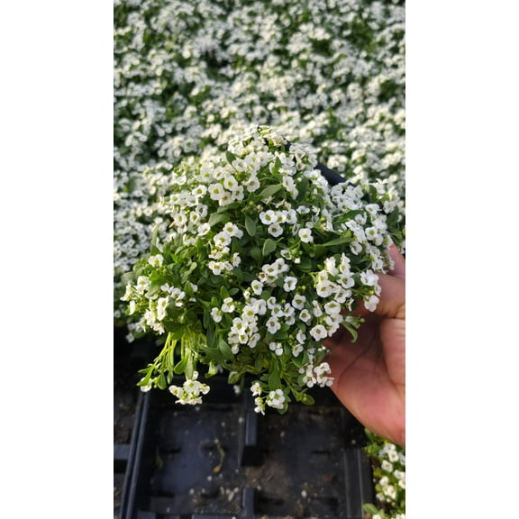 Sweet alyssum white 6 pack 4 inch Pot - Get similar