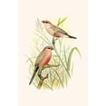 thumbnail image 1 of Common African Waxbill & St. Helena Waxbill-Fine Art Canvas Print (20" x 30"), 1 of 1