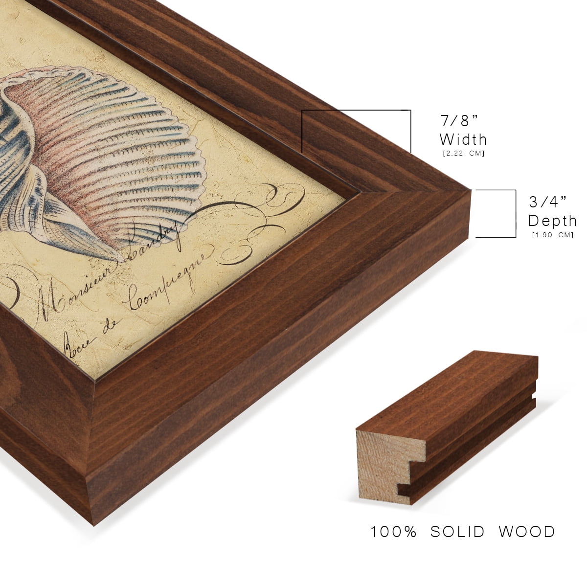 Seashell Ephemera V - Framed Print w/glass - Chestnut