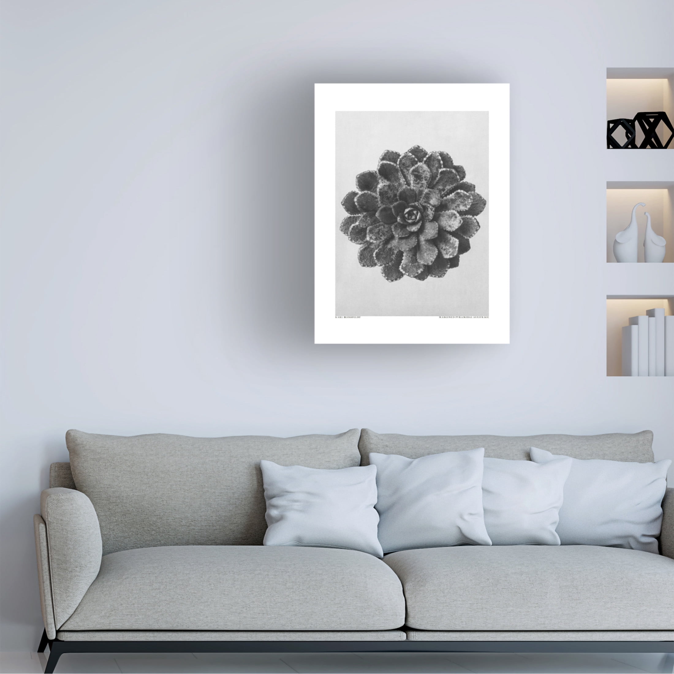 Trademark Fine Art Pictufy Margined Pyramidal Saxifrage Canvas Wall Art