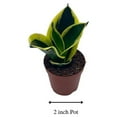 thumbnail image 2 of Black Gold Snakeplant, Green and Yellow Snake Plant, Variegated Sansevieria trifasciata, 2 of 9