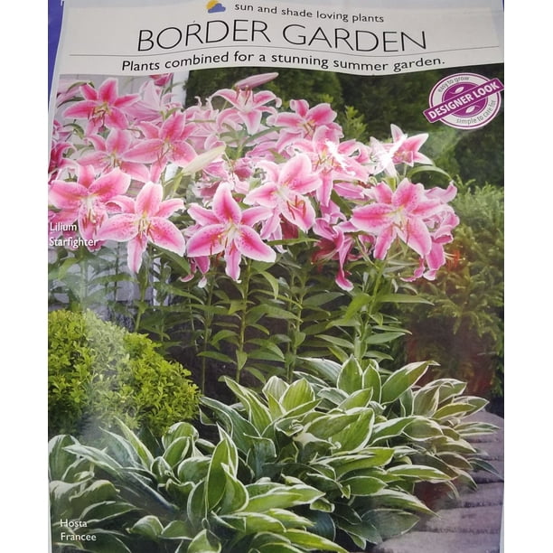 Longfield Gardens Border Perennial Garden: Hosta, Lily ...