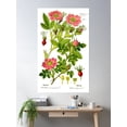 thumbnail image 2 of Botanical Illustration Rosa Majalis Poster Wall Art, Modern Wall Decor For Living Room Bedroom, 16x24 UNFRAMED, 2 of 3