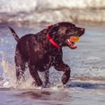 thumbnail image 3 of Smart Balls Toys Motion Activated Creative Bite Resistant Silicone Training Self-moving Pet Products, 3 of 5