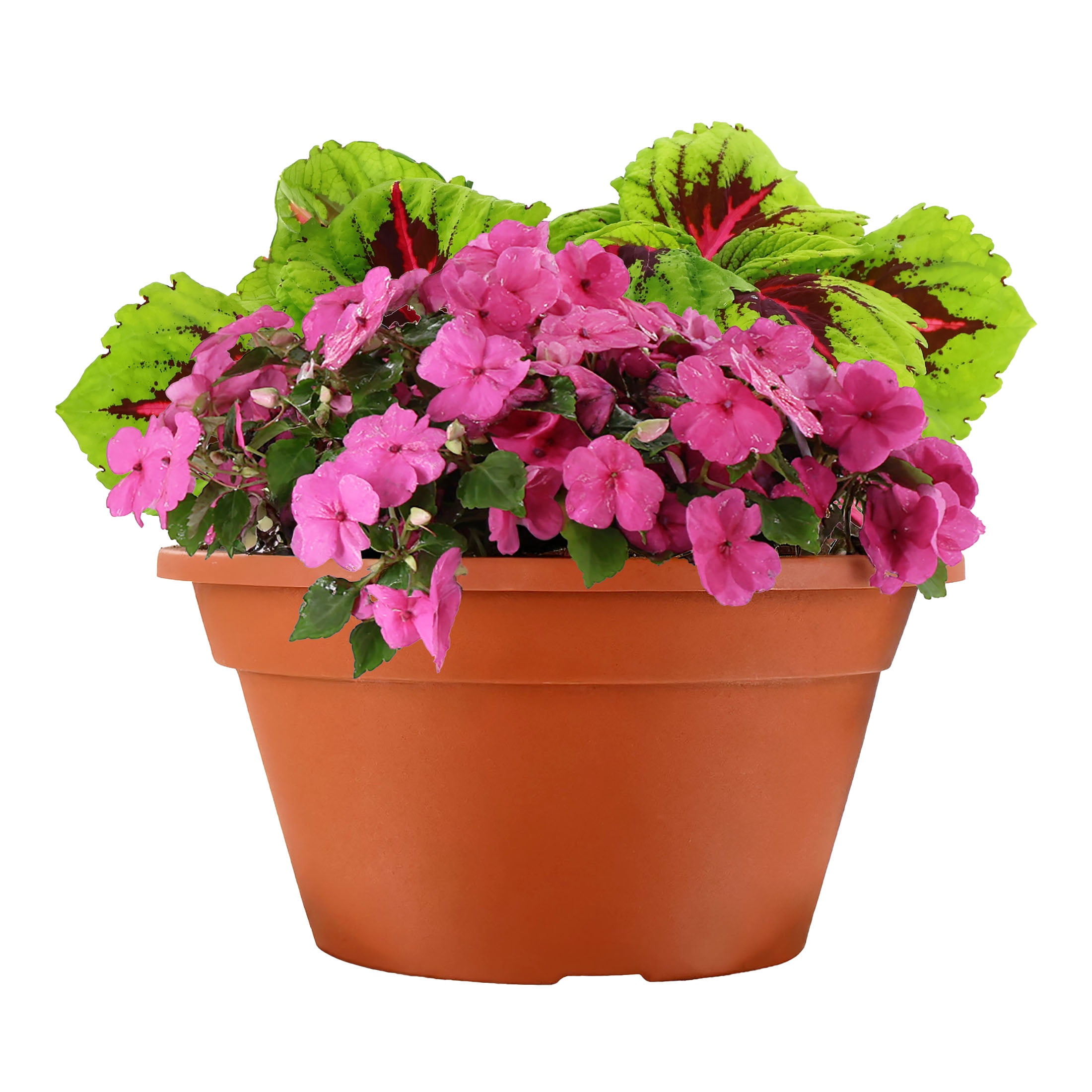 Expert Gardener 1.5G Purple Vinca Spike Combo Live Plants