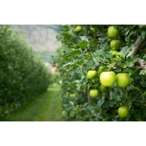 CZ Grain 30 Green Apple Tree Plant Seeds, Beautiful