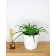 thumbnail image 3 of Expert Gardener 1PT Spider Plant Bicolor Green Foliage Plant Live Plant Partial Shade, 3 of 6