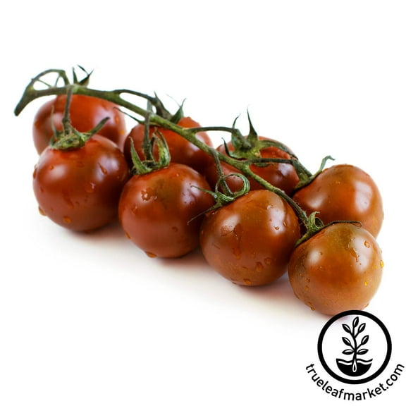 Tomato Garden Seeds - Chocolate Cherry - 250 mg - Non-GMO, Vegetable Gardening Seed