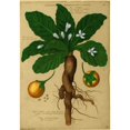 thumbnail image 2 of Mandrake Root, Alchemy Plant Poster Print by Science Source (18 x 24), 2 of 4