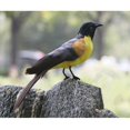 thumbnail image 2 of Pájaro artificial Decoración Jardín Animal Pájaro Escultura Jardín Decoración Estatua 11 Gloria Pájaro artificial, 2 of 6