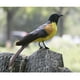 thumbnail image 2 of Pájaro artificial Decoración Jardín Animal Pájaro Escultura Jardín Decoración Estatua 11 Gloria Pájaro artificial, 2 of 6