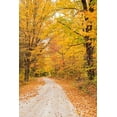 thumbnail image 2 of Gulin, Sylvia 11x14 White Modern Wood Framed Museum Art Print Titled - USA-New England-Vermont tree-lined roadway in Autumns Fall colors, 2 of 4