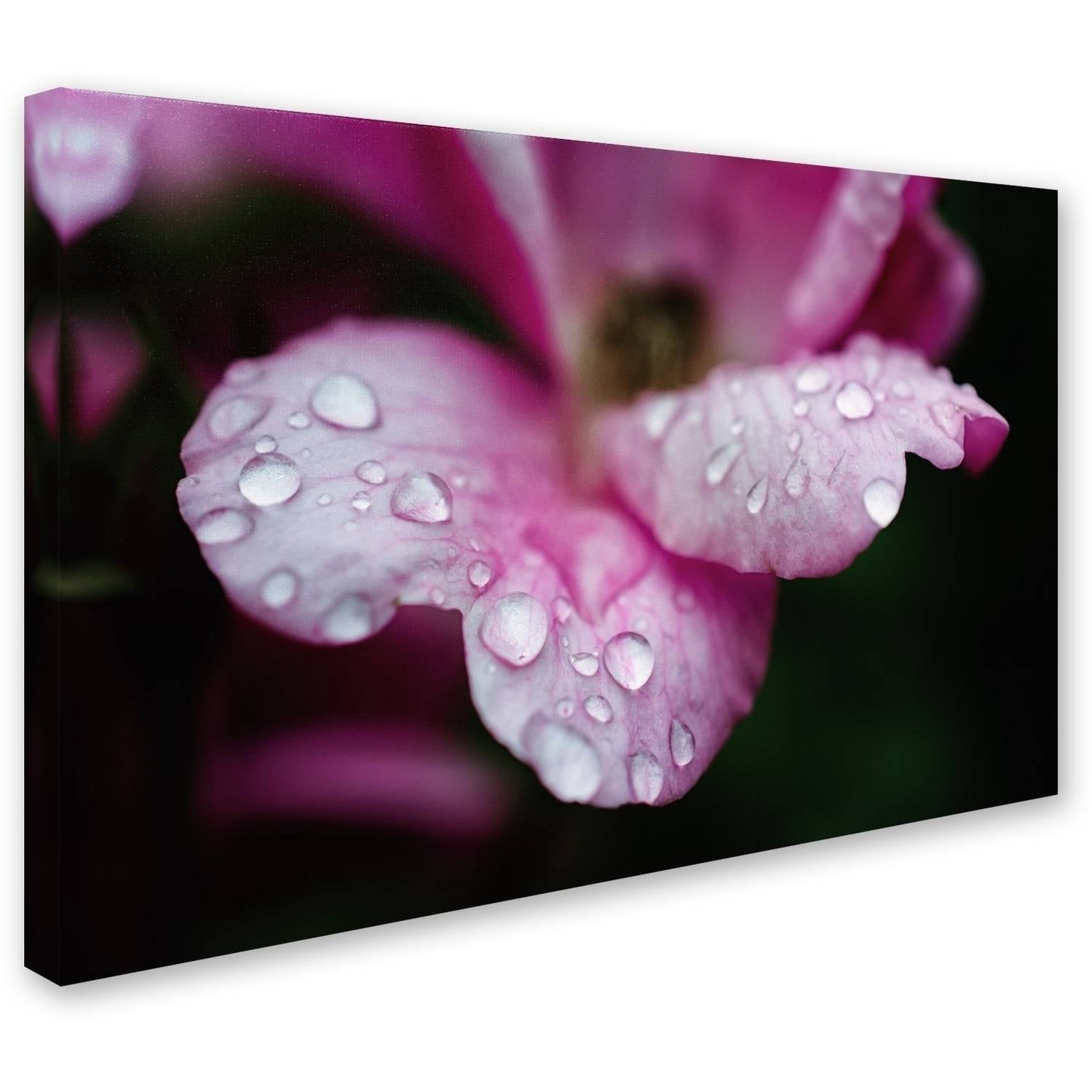 Trademark Fine Art 'Raindrops on Wild Rose Color' Canvas Art by PIPA Fine Art