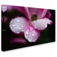 thumbnail image 2 of Trademark Fine Art 'Raindrops on Wild Rose Color' Canvas Art by PIPA Fine Art, 2 of 3