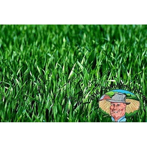 Premium Winter Rye Grass Seeds 20 lbs, NonGMO, Cover Crop