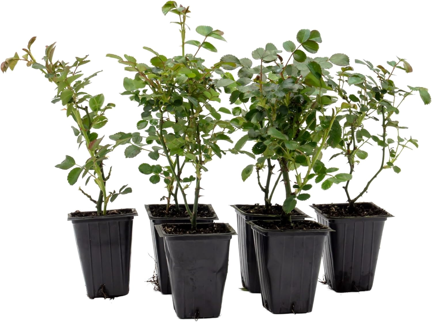 6 Pink Carpet Roses | Live Plants in 2.5-inch Nursery Cubes | Rosa ‘Flower Cover Pink’ Variety | Floral Perennial Shrub with Extended Blooms | Effortless Ground Cover for Home and Garden Landscaping