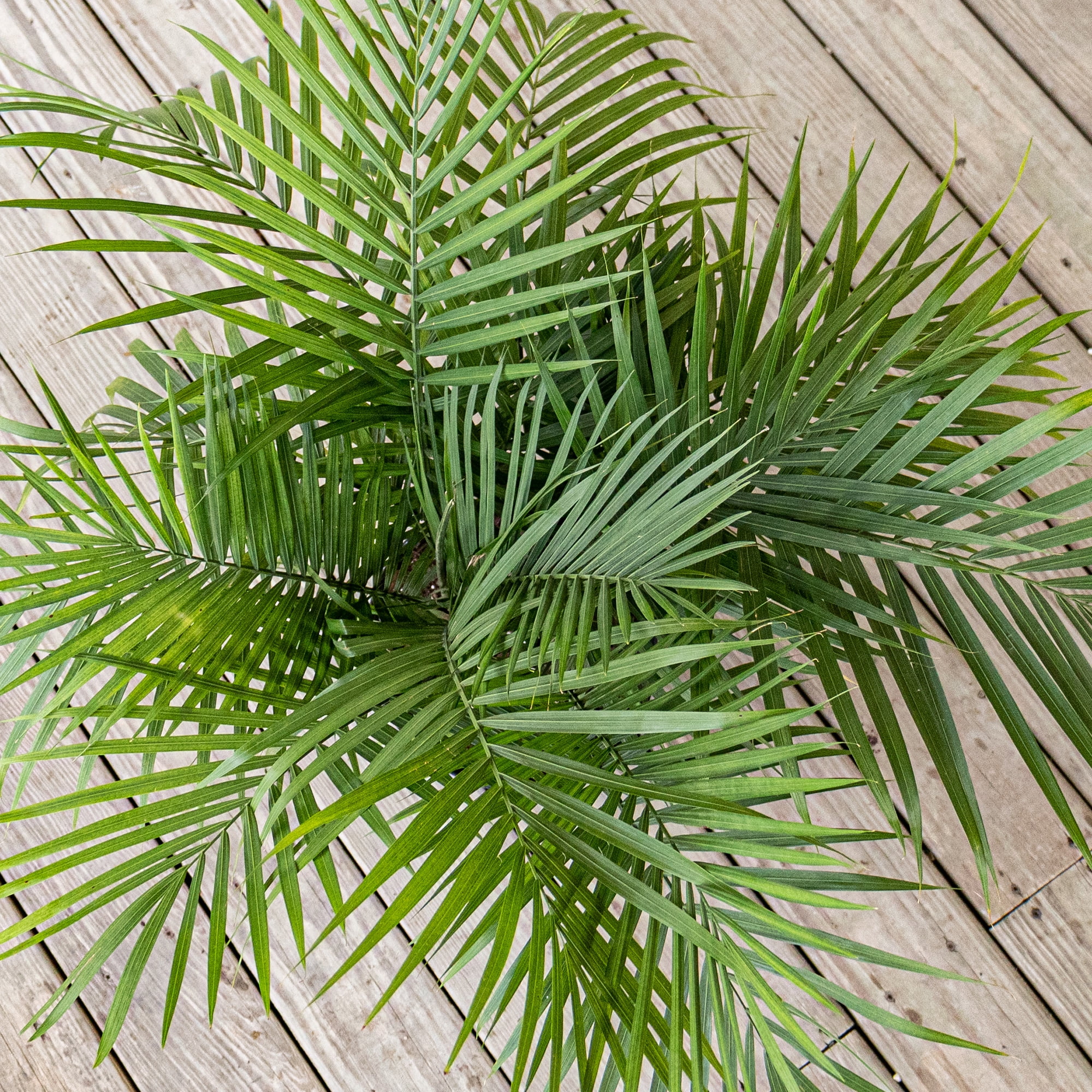 United Nursery Live Majesty Palm Indoor and Outdoor in 10 inch Grower Pot, Requires Medium to Bright Light