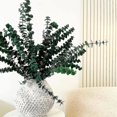 thumbnail image 3 of 16pcs-preserved-dried-eucalyptus-branches Compatible With Vase Filler, 3 of 5